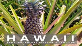 Learn about the Kauai Sugarloaf Pineapple PART ONE | KAUAI HAWAII