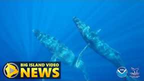 Humpback Whale Season In Hawaii (Dec. 20, 2020)