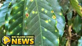 Hawaii Coffee Leaf Rust Update (Dec. 15, 2020)
