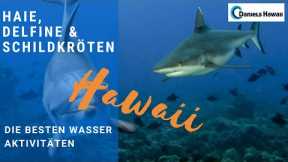 Hawaii Aktivitäten | Hai tauchen, Schwimmen mit Delfinen, Wale beobachten & Schildkröten schnorcheln