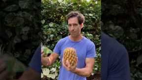 How to Cut a Pineapple | the perfect cut for serving at happy hour #Shorts